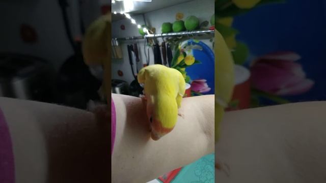 Неразлучник выкормыш самочка. смотреть онлайн