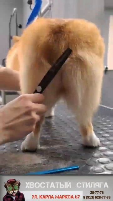 Корги Лиса #грумер #животные #салон #видеособаки смотреть онлайн