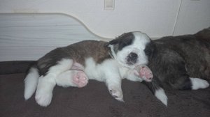 Щенки сенбернара (20 дней) Продажа щенков +79171154106