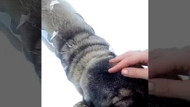 Счастье даром помощь животным(12) смотреть онлайн