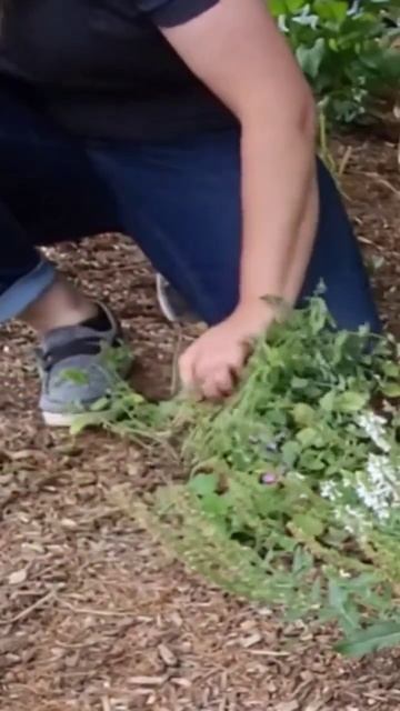 Secrets for more blooms on catmint #flowers #gardening #plants смотреть онлайн