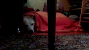 ГОВОРЯЩАЯ СОБАКА ВИДЕО БЛОГГЕР ЗАБОЛЕЛА | ОНА ЗАБОЛЕЛА !!!!