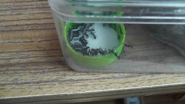 Feeding Time смотреть онлайн