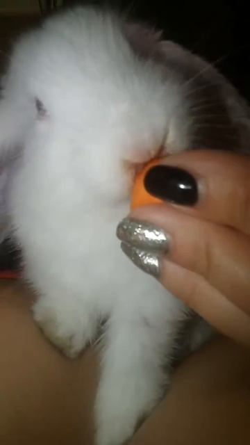 Кролик фунтик вислоухий баран кушает морковку смотреть онлайн