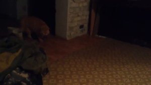 Выкинули котенка