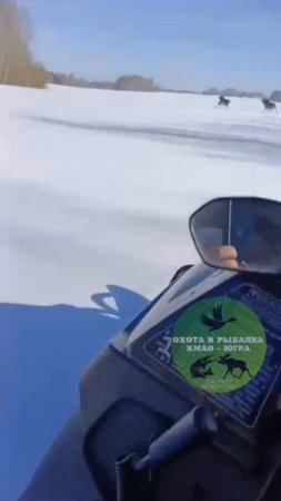 Загнали лосей на снегоходе.  Осторожно Мат!! 18+