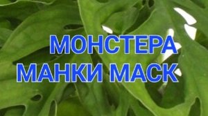 Монстера Манки(Адонсона) маск и Рафидофора