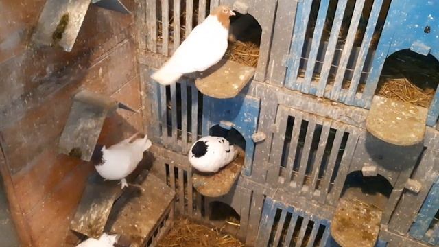 Иранские бойные голуби. Головатые. Сделал подмену 2020 смотреть онлайн