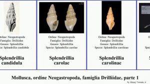 Mollusca, ordine Neogastropoda, famiglia Drilliidae, parte 2 splendrillia spirotropis featuring