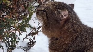 19-02-2025 Однажды зимним утром ✨ Милые котики