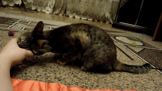 When cats attack смотреть онлайн