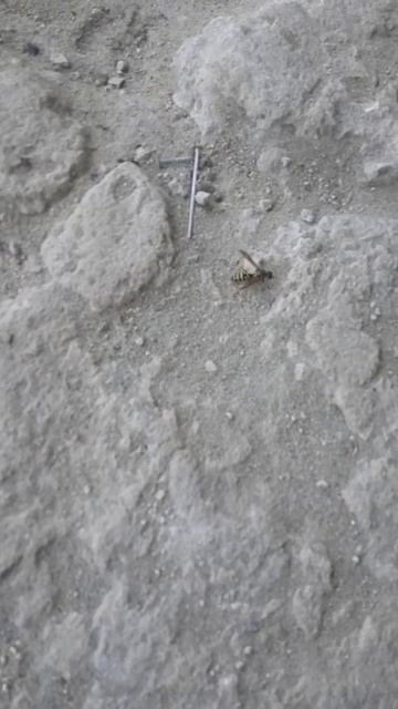 Оса ползет по бетону смотреть онлайн