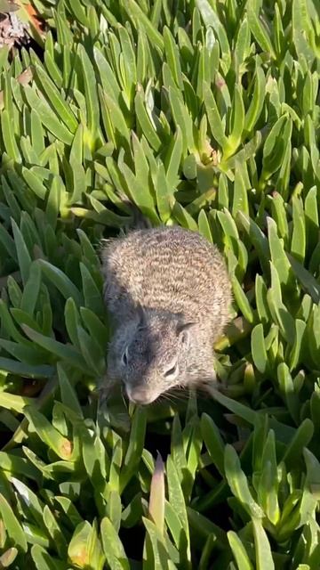 Beach Squirrel Grabs Peanut & Runs into Burrow! #squirrel смотреть онлайн