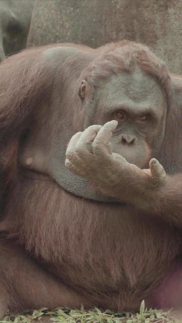 💛💛Animals Sounds, Ape, Fox #shorts #shortsfeed #Trending #viral #short #ape #fox смотреть онлайн