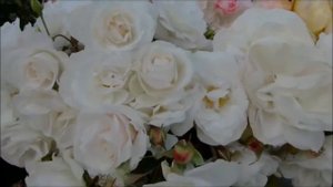 Lara Fabian  Meu Grande Amor  Лара Фабиан  Моя большая любовь