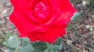 Армянская  народная