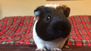 The Three States of Matter explained by a Guinea Pig!