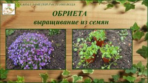 Обриета (Аубреция) - выращивание их семян