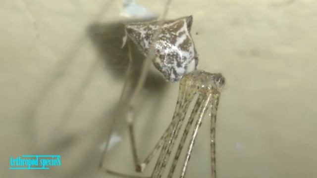 Arachnida Species - Cellar Spiders | Tailed Cellar Spiders (Crossopriza lyoni) | смотреть онлайн