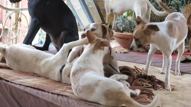 anita, sonja, ella, freya + ein paar andere смотреть онлайн