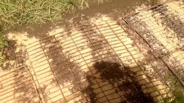 Jul 2, 2017. Дожди продолжаются/ Новый посев/ Обзор на даче смотреть онлайн