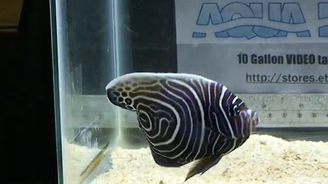 Large Emperator Angel Juvi смотреть онлайн