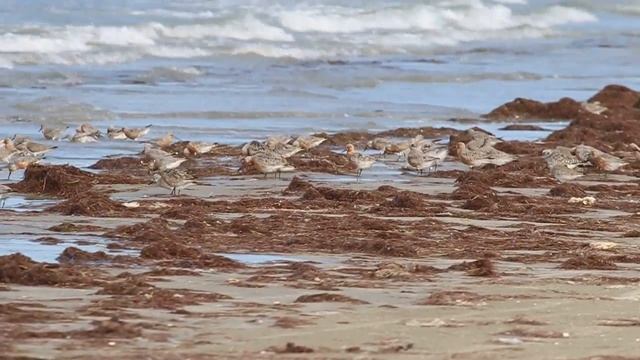 Red knots waiting for the tide to drop смотреть онлайн