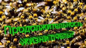 Профессор Кашковский: Как узнать продолжительность жизни пчелы?
