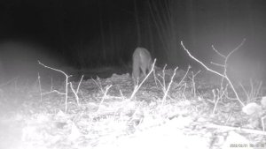 Fotopułapka Suntek HC 900 PRO - luty 2023 ( camera trap, wild animals of Poland )