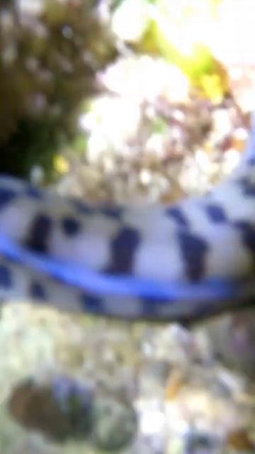 #SEA SNAKE смотреть онлайн