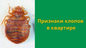 Как найти клопов в квартире: признаки и следы постельных клопов в доме