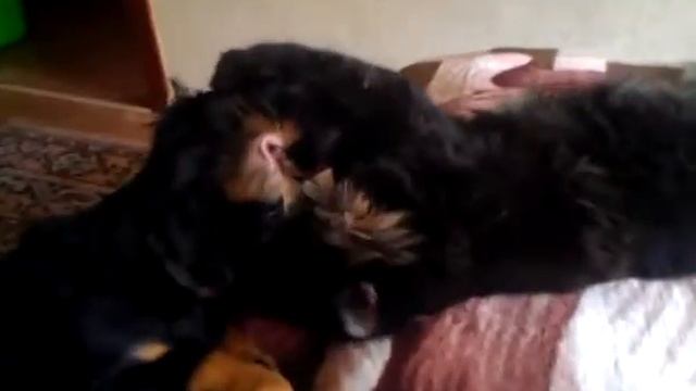 Дружба кошки и собаки смотреть онлайн