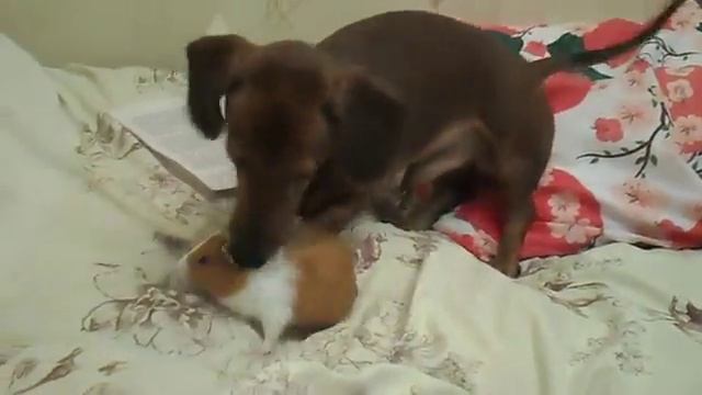 v s mobiТакс+Дядя+Федор+и+морская+свинка+Зоя 360p смотреть онлайн