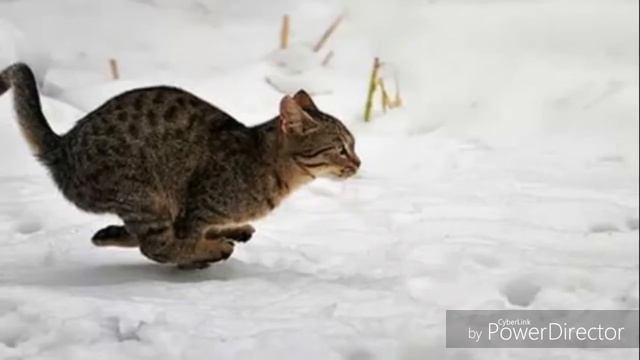 10 Фактов о кошках смотреть онлайн