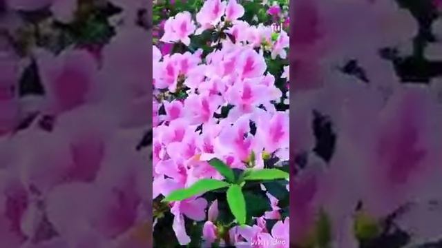 ЭЙ ДУСТ ЭЙ ДУСТ