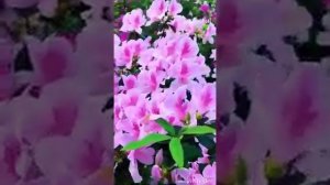 ЭЙ ДУСТ ЭЙ ДУСТ