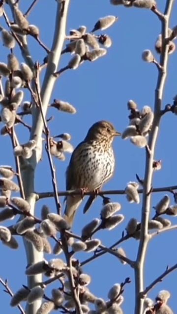 Великолепное Пение певчего Дрозда! Весна. Shorts смотреть онлайн