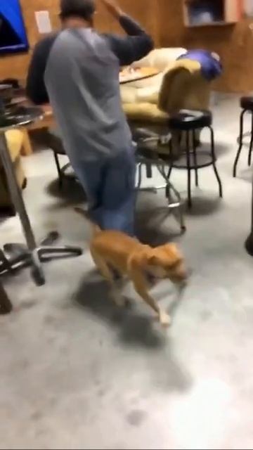 Смешное видео животных до слез смотреть онлайн