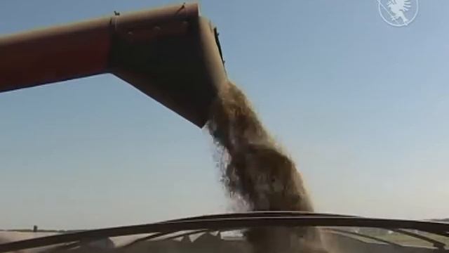 Жнива на Чернігівщині| Факт-новини