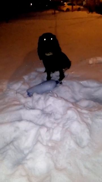 Собака против баклажки)))))) конец вообще неожиданный смотреть онлайн