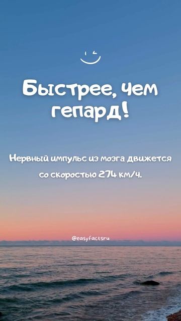 Быстрее, чем гепард! Интересный факт №172