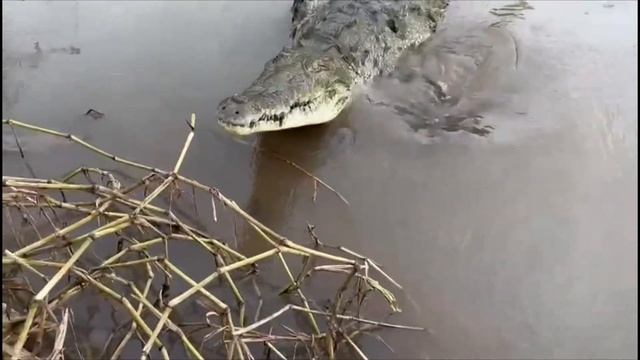 Crocodile смотреть онлайн