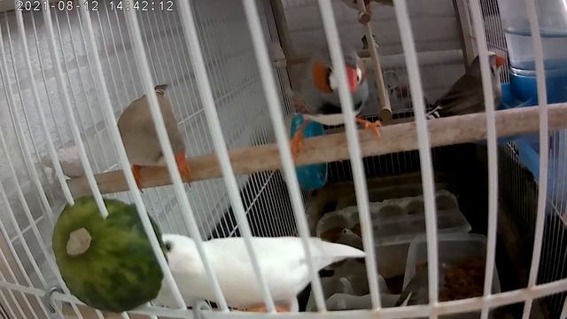 Амадины клюют огурчик 🤗