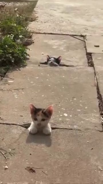 Котенок зомби