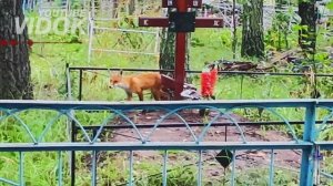 КОНФЕТУ ЛИСЕ  на КЛАДБИЩЕ г.ПЕТРОПАВЛОВСК  с. НАЛОБИНО Казахстан.