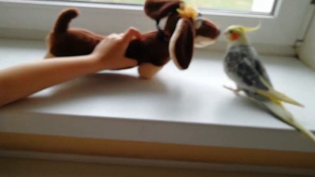 Попугай дерется с игрушкой смотреть онлайн