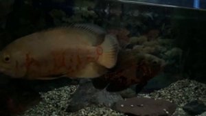 The Oscar Familia . #Astronotinae #Asian #Aquariumhobby #Cichlid #Cichlids #Cichlidae #OscarFish