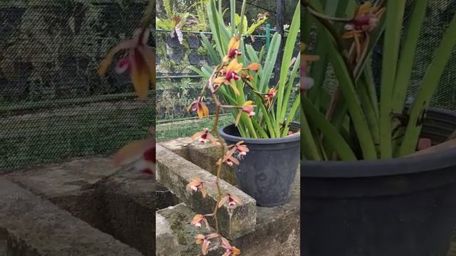 Cymbidium aloifolium | Orchid Verity смотреть онлайн