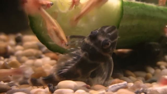 Hypancistrus Mega Clown Pleco sp. L340 смотреть онлайн