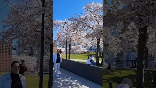 Цветущая сакура в Стокгольме смотреть онлайн